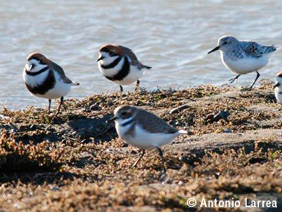 objetos de conservación -bahía lomas