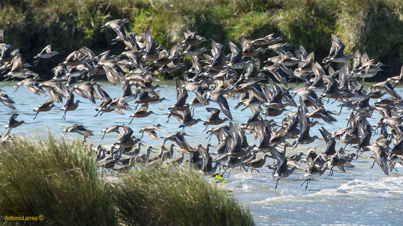 Implementación de Acciones de Monitoreo Biológico y Construcción de Indicadores de Conservación sobre dos Áreas Abarcadas por el Plan de Conservación de Aves Playeras Migratorias de Chiloé