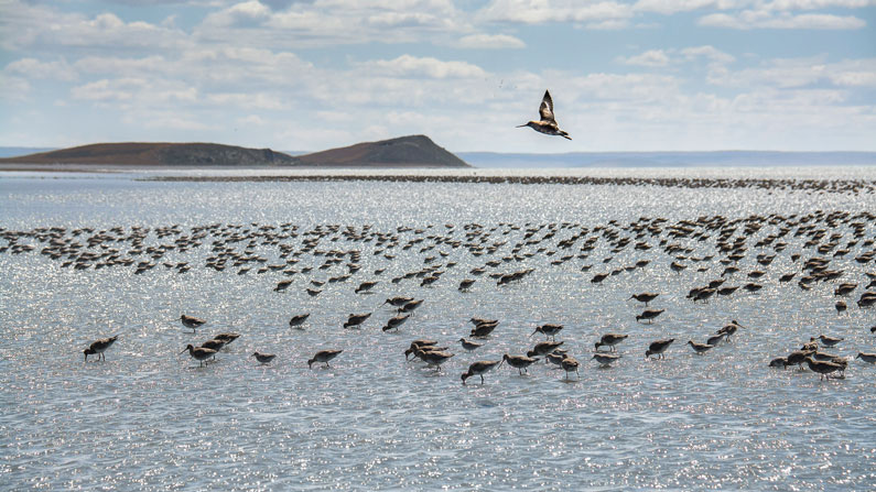 Diseño de un plan de rescate de aves en el sitio Ramsar Bahía Lomas (Tierra del Fuego, Región de Magallanes y Antártica Chilena, Chile)