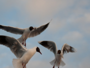 Celebrarán el Día Mundial de las Aves Playeras