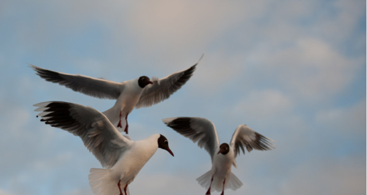 Celebrarán el Día Mundial de las Aves Playeras