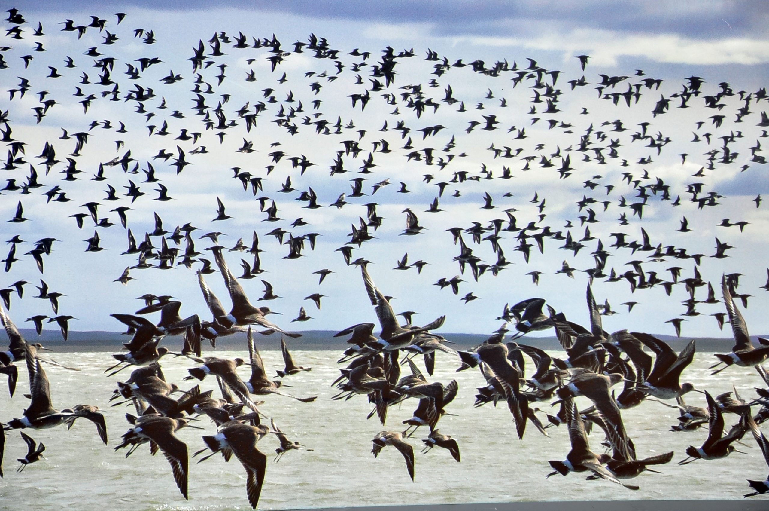 ENAP y UST comprometidos con Bahía Lomas el humedal más austral de Chile