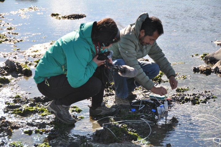 Evalúan niveles de acidificación del océano en el Humedal de Bahía Lomas