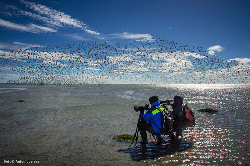 Creando conciencia para la conservación de las aves playeras