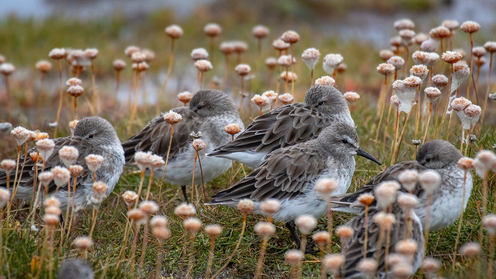 Un homenaje a las aves playeras: las épicas viajeras que sufren alarmante declive a nivel mundial