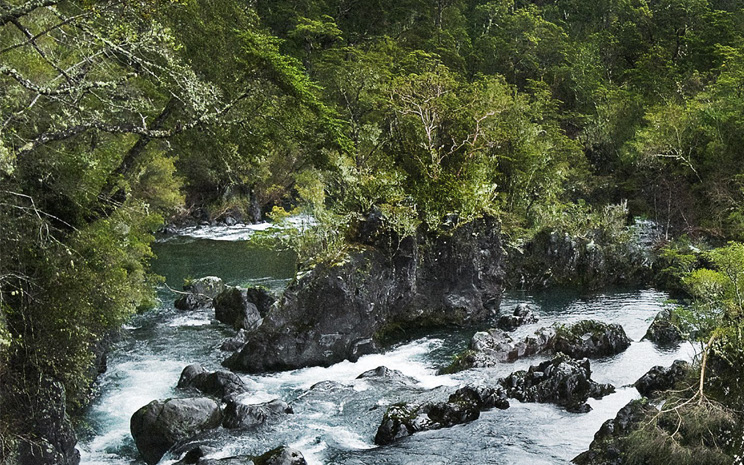 CNA acredita al Doctorado en Conservación y Gestión de la Biodiversidad de la Universidad Santo Tomás